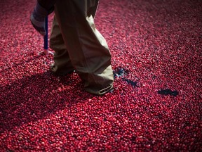 An employee of the Ocean Spray company walks through a pool of some 2000 pounds of floating cranberries. (REUTERS/Mike Segar)