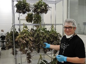 Chuck Rifici co-founded Tweed Marijuana Inc., buying the abandoned Hershey chocolate factory in Smiths Falls, and acquiring Canada's first license to produce medical marijuana in Jan., 2014. SUN FILES