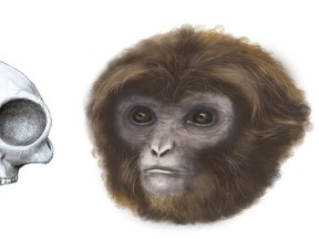 The extinct ape Pliobates cataloniae, with the front and side view of its skull, is seen in this reconstruction illustration by the Catalan Institute of Paleontology near Barcelona. (Marta Palmero/Institut Catala de Paleontologia Miquel Crusafont (ICP)/Handout via Reuters)