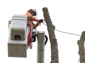 Ken Goodhand of Brockley Tree Service ties ropes to the upper limbs of an ash tree infested with ash borers as he and a team fell the large tree in an Old South backyard.  (CRAIG GLOVER, The London Free Press)