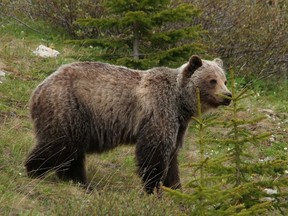 A grizzly bear looks up from grazing on grass and dandelions to check out vehicles stopping in Highwood Pass in Peter Lougheed Provincial Park, west of Calgary, in this June 25, 2014 file photo. (Mike Drew/Calgary Sun/Postmedia Network)