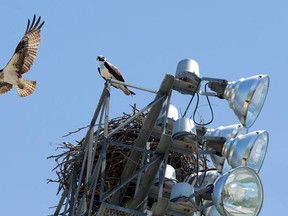 An adult osprey takes flight from its nest on a stadium lighting array at Labatt Park in London last year. (Free Press file photo)