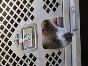 A dog looks out from an Animal Care and Control vehicle after being picked up following a dog attack on a woman in an alley near 101 Street and 112 Avenue, in Edmonton Alta., on Sunday Sept. 14, 2014. A woman in her fifty's was sent to hospital with serious, but non life-threatening injuries. David Bloom/Edmonton Sun/QMI Agency