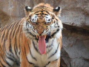 Shasta, the Omaha's Henry Doorly Zoo tiger, yawns in Omaha, Nebraska in this April 28, 2011 handout photo released to Reuters on May 5, 2011 (REUTERS/Omaha Henry Doorly Zoo/Handout)