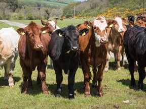 Last week, an Alberta farmer successfully appealed an impaired driving conviction by arguing he never had intent to get behind the wheel, but his cattle escaped and the herd were perilously close to a busy highway. (Fotolia)