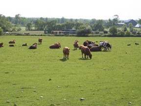 cows