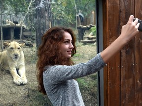 A womans takes a selfie in front of the lions open-air cage. (AFP/VANO SHLAMOV)