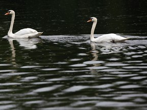 The Royal Swans were released into the Rideau River in Ottawa, On. Thursday June 6, 2013. Tony Caldwell/Ottawa Sun files