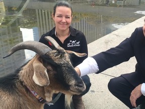 Turbo the Goat visits City Hall on Thursday, Nov. 5, 2015 and is greeted by Councillor Norm Kelly. (DON PEAT/Toronto Sun)