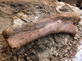 The arm bones belonging to a baby Pentaceratops is unveiled at the New Mexico Museum of Natural History and Science in Albuquerque, N.M., on Thursday, Nov. 5, 2015. Hundreds of people turned out for the unveiling of the baby dinosaur fossils. (AP Photo/Susan Montoya Bryan)