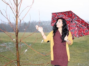 Ben Leeson/The Sudbury Star
Jasmine Kochar stands by the maple tree planted in memory of her mother, Daphne, on the 10th anniversary of her disappearance. Kochar's murder remains unsolved.