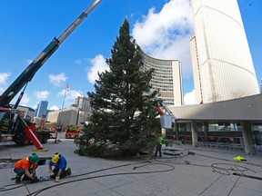Toronto's official Christmas tree, an 18-metre tall white spruce from Bancroft was hoisted into position on Nov. 7, 2015. The tree will be decorated and officially unveiled on Nov. 28 as part of Toronto's Cavalcade of Lights. (Michael Peake/Toronto Sun)