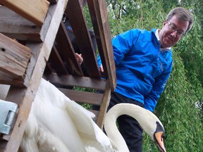 Mayor Jim Watson shown here as he released the Royal Swans into the Rideau River in 2013. The swans, descendants of six pairs of mute swans presented to the city in 1967 by the Queen to mark Canada's centennial, spend their summers on the Rideau River but Susan Sherring says it's a bird-brained idea. 
Tony Caldwell/Ottawa Sun