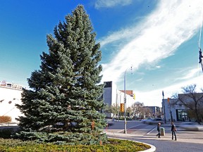 A 12-metre tall Colorado blue spruce is in place at city hall on Sunday, Nov. 8, 2015. The city's annual Christmas tree was installed by crane on Sunday morning from a yard in the Maples where it stood for 45 years. A date for the ceremonial lighting has yet to be determined. (Kevin King/Winnipeg Sun/Postmedia Network)