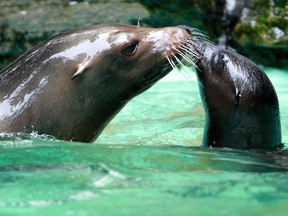 In this July 28, 2011 file photo sea lion Holly, left, and her cub Fibi play in the water at the zoo in Dortmund, Germany. Holly was found beaten to death in her enclosure in the Dortmund Zoo and police are looking for suspects. Zoo director Frank Brandstaetter told the dpa news agency Monday, Nov. 9, 2015 that the sea lion, who had been a crowd favorite, was found by workers Friday morning. (Roland Weihrauch/dpa via AP, file)