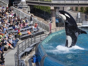 Visitors are greeted by an Orca killer whale as they attend a show featuring the whales during a visit to the animal theme park SeaWorld in San Diego, California in this March 19, 2014 file photo. (REUTERS/Mike Blake)