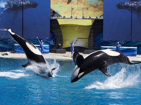 Trainers have Orca killer whales perform for the crowd during a show at the animal theme park SeaWorld in San Diego, California in the March 19, 2014 file photo.   REUTERS/Mike Blake