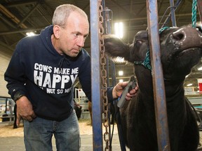 Wearing a sweatshirt that reads "Cows Make Me Happy You, not So Much", Murray Skippen (from Sherwood Park) prepares a Lowline cow for show prior to the start of Farmfair International, at the Edmonton Expo Centre on Tuesday. (DAVID BLOOM/EDMONTON SUN)