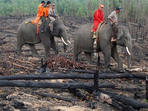 In this Tuesday, Nov. 10, 2015 photo, forestry officials ride on the back of an elephant as they patrol an area affected by forest fire in Siak, Riau province, Indonesia. Officials in Indonesia are using trained elephants to carry water pumps and other equipments to help patrol burned areas in the national forest to ensure that fires don't reappear after smoldering beneath the peat lands. (AP Photo/Rony Muharrman)
