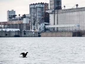 A lone duck swims in the St.Lawrence River off the shores of Montreal Wednesday, November 11, 2015. (THE CANADIAN PRESS/Paul Chiasson)