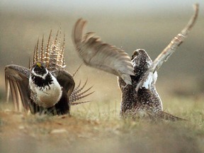 In this May 9, 2008 file photo, male sage grouses fight for the attention of female southwest of Rawlins, Wyo. Montana is considering a proposal to relocate dozens of sage grouse to Alberta to help avoid a collapse of the bird's population in Alberta. Montana itself is one of 11 Western states taking measures to ensure its own fragile population of sage grouse doesn't become endangered. (Jerret Raffety/Rawlins Daily Times, File)