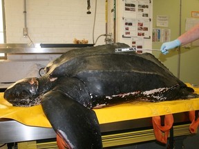 A dead, 400 pound, juvenile leatherback sea turtle awaits autopsy at the New England Aquarium’s sea turtle hospital.(Contributed photo)