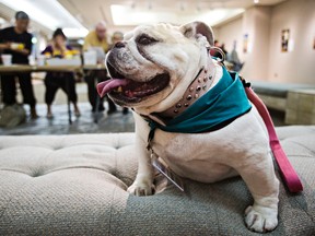 Gurdy, an eight-year-old English Bulldog, poses for painters at the McMullen Gallery located in the University of Alberta Hospital Thursday. Pet therapy dogs are currently being integrated into a weekly drop-in workshop at the McMullen Gallery. Workshop participants – including patients, hospital staff and members of the general public — are invited to use the dogs as subjects for their artwork. Codie McLachlan/Edmonton Sun/Postmedia Network