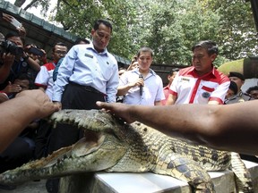The head of the Indonesia's National Narcotics Board Budi Waseso (L) looks at a crocodile during a visit to a crocodile farm in Medan, North Sumatra, on November 11, 2015 in this photo taken by Antara Foto. When Indonesia's anti-drugs czar announced plans to guard a death-row prison island with crocodiles, the government rushed to explain that it was just a joke, but on Friday Budi Waseso said he was now thinking of using tigers and piranha fish too. Picture taken November 11, 2015. (REUTERS/Septianda Perdana/Antara Foto)