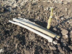 Live stakes are not the be all and end all for propagating new trees, writes gardening expert John DeGroot. The process will be effective only when the plant is dormant, and when moisture is abundant. Planting stakes works well for red osier dogwood and willow. HANDOUT/ SARNIA OBSERVER/ POSTMEDIA NETWORK