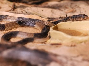 An Egyptian Cobra snake is pictured in this April 8, 2011 file photo. (REUTERS/Shannon Stapleton)
