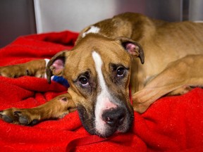 A four-year-old boxer mix was discovered emaciated near Shawville, Que. and is now recuperating at the SPCA de l’Outaouais. Staff have named him "Treize" - for the date he was found, Friday, Nov. 13. (Errol McGihon Ottawa Sun / Postmedia Network)