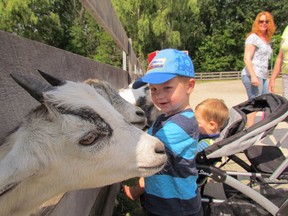 Cameron McKerracher, 2, checks out some of the goats at the Children's Animal Farm on Friday July 10, 2015 in Sarnia, Ont. (Observer file photo)