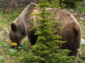 A grizzly grazes on grass and dandelions in Highwood Pass in Peter Lougheed Provincial Park west of Calgary, Alta., on Wednesday June 25, 2014. Mike Drew/Calgary Sun