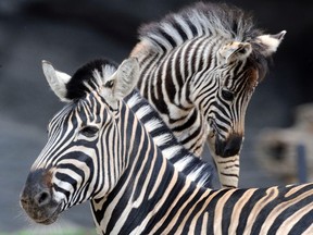 File photo of a young zebra and its mother are seen in their enclosure in Hagenbecks zoo in Hamburg, northern Germany May 19, 2011. REUTERS/Fabian Bimmer
