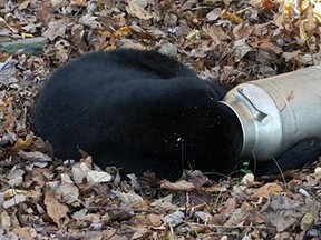 In this photo provided by the Maryland Department of Natural Resources Wildlife and Heritage Service, a male black bear rests with its head stuck in a milk can near Thurmont, Md., Monday, Nov. 16, 2015. Maryland state wildlife workers used an electric hand saw to remove the can. DNR spokeswoman Karis King says the bear was calm, but the workers tranquilized him for safety reasons before carefully removing the can. (Maryland Department of Natural Resources Wildlife and Heritage Service via AP)