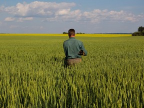A seed farmer walks in a a field south of Villeneuve, Alta. FILE PHOTO