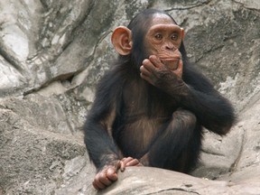 A chimpanzee at a zoo. (Fotolia)