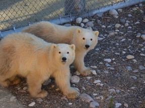 The two orphaned male polar bear cubs that arrived at the Assiniboine Park Zoo at the end of October.