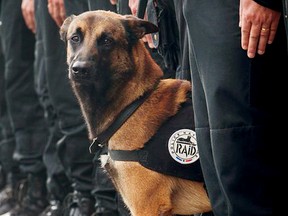 Diesel, a service dog that French police say was killed in the Saint-Denis raid is pictured in this undated handout photo. Handout/Postmedia Network