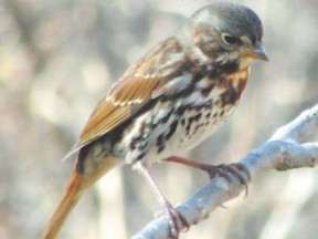 The fox sparrow is one of the birds that might be seen now at London?s Sifton Bog. It is a big sparrow with distinctive rufous tones and a lot of grey on its head. This migrant is seen in Middlesex in the late fall and early spring. (PAUL NICOLSON, Special to Postmedia News)