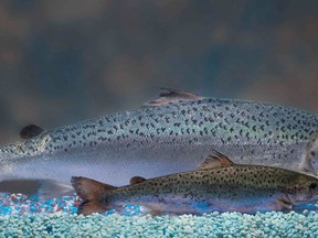 An 18-month-old genetically modified Atlantic salmon looms over a standard farmed salmon of the same age in a handout photo provided by U.S.-based AquaBounty Technologies. European salmon farmers and breeders who dominate global sales have a wary eye on transgenic American superfish that grow fast and might gulp part of the $107 billion-a-year aquaculture business.  Atlantic salmon patented by U.S. biotech firm AquaBounty are widely billed as growing at double speed and could be approved by U.S. regulators as early as this summer, taking the global GM food fight to the fish counter. (REUTERS/Barrett & MacKay Photo/Handout)