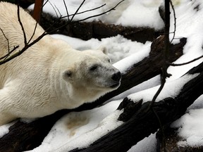 Tania, a 16-year-old polar bear, rests on a snow-capped rock at the Artis zoo in Amsterdam in this Aug. 3, 2006 file photo. Polar bear populations are likely to fall by more than 30% by around mid-century as global warming thaws Arctic sea ice, experts said on Nov. 19, 2015, in the most detailed review of the predators to date. (REUTERS/Toussaint Kluiters/Files)