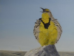 Song of Pride-Western Meadowlark. (Colin Starkevich/Supplied image of a painting)