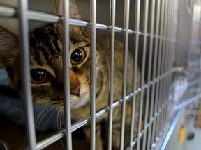 A stray cat with Toronto Animal Services. (Toronto Sun files)