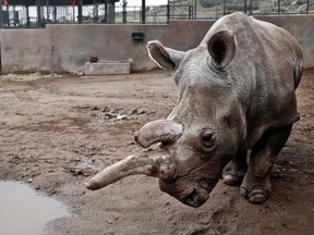 This Dec. 31, 2014 file photo shows Nola, a northern white rhinoceros, in her enclosure at the San Diego Zoo Safari Park in Escondido, Calif. The Los Angeles Times reports that Zoo officials say Nola, 41, was euthanized early Sunday, Nov. 22, 2015 as she was suffering from a number of old-age ailments, including arthritis, and had also been treated for a recurring abscess on her hip. The rhino had been a draw at the Safari Park since 1986.(AP Photo/Lenny Ignelzi, File)