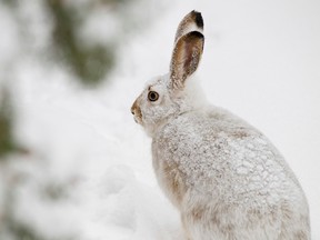 An arctic hare is seen after a heavy snowfall in Edmonton, Alta., on Saturday, Nov. 16, 2013. The animals turn white to increase their camouflage capabilities in the winter. Ian Kucerak/Edmonton Sun