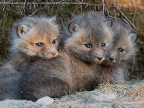 A trio of young Red Fox kits huddle together on a cold spring evening while waiting for their mom to return to the den. Photographed by Jenaya Launstein, www.launsteinimagery.com