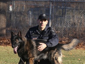 Handler Police Const. Steven Balice takes Lonca, a German Shepherd, general purpose K9, out for a run on Wednesday November 25, 2015. Lonco was wounded with a machete during a recent raid, but is due to be back on duty in about a week. (Veronica Henri/Toronto Sun)