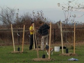 Staking a tree helps support it during the strong winter winds.