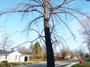 A gingko tree on Rosedale Avenue in Sarnia. Gardening expert John DeGroot says the gingko’s handsome branching pattern, interesting leaves, and tolerance for any adverse city conditions make it one of his favourites. However, female gingko trees give off an unpleasant odour, he warns. And they’re not alone; DeGroot says there are many plants and flowers that, while attractive to the eye, are not always attractive to the nose.HANDOUT/ SARNIA OBSERVER/ POSTMEDIA NETWORK